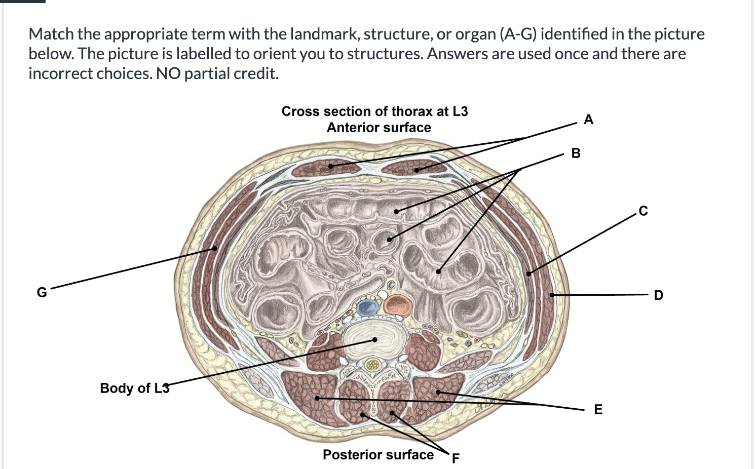 <p><span>Match the appropriate term with the landmark, structure, or organ (A-G) identified in the picture below. The picture is labelled to orient you to structures.&nbsp;Answers are used once and there are incorrect choices. NO partial credit.</span></p>