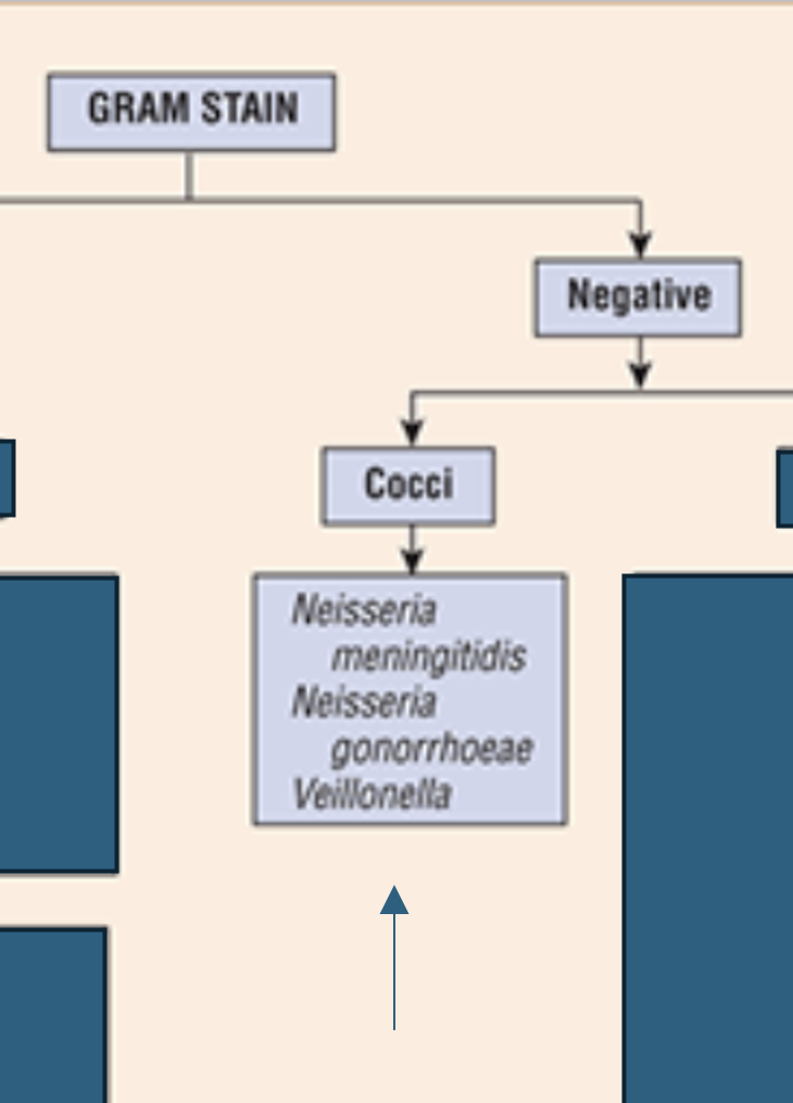 <p>Neisseria meningitidis, Neisseria gonorrhoeae, Veillonella</p>