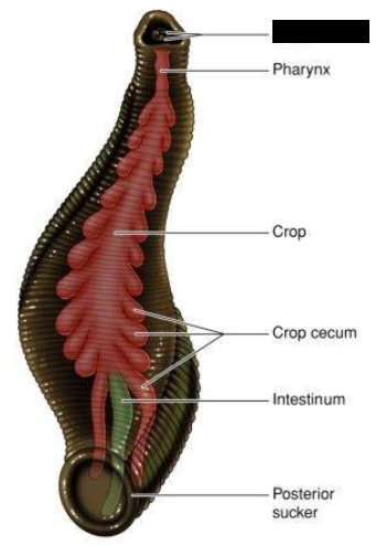 <p>What is this? What is black highlighted portion? Class, Subclass?</p>
