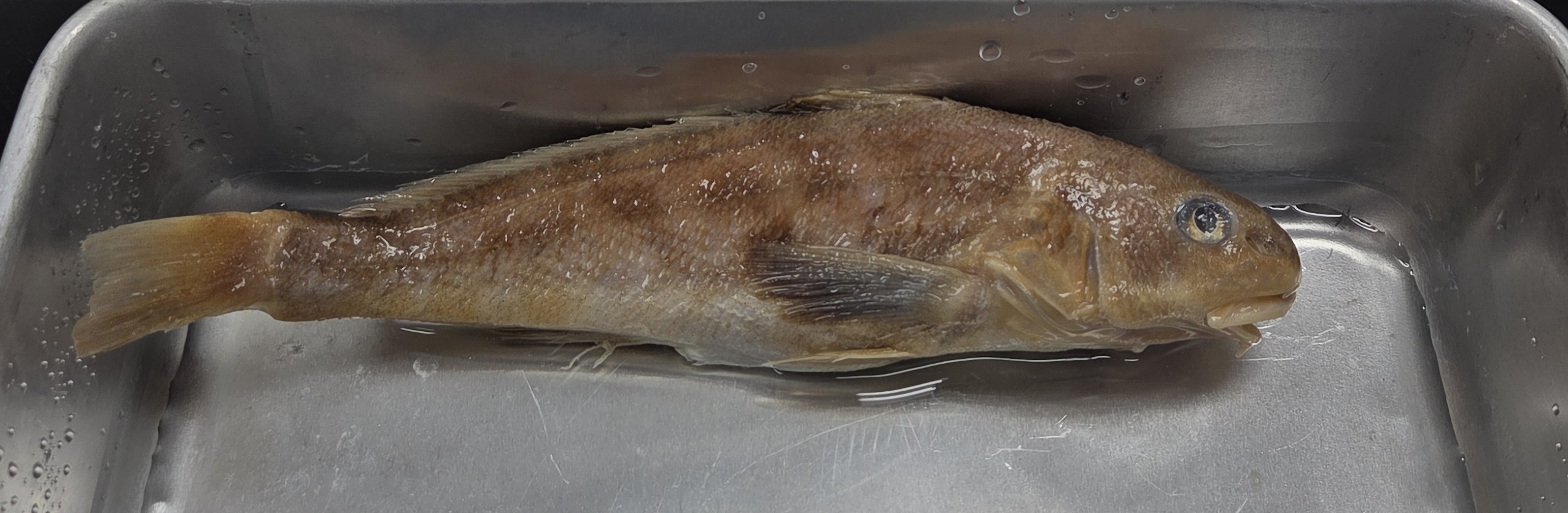 <p>Sciaenidae</p>