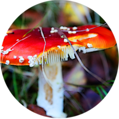 <p>An organism that breaks down dead organisms and waste, recycling nutrients.</p>