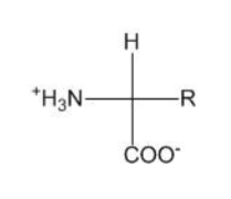 <p>The adjacent structure is that of a generalized amino acid. Assuming that the R group is not H and that it has a lower priority than the carboxylate group, then what is the absolute configuration (R or S) of the structure that is shown? Note that the ∂-carbon is at the intersection of the two lines, the horizontal bonds are understood to be projecting toward the viewer, and the vertical bonds are projecting away from the viewer.</p>