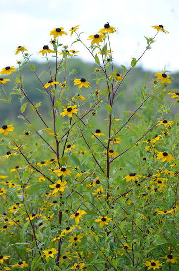 <p>Forb - Branched biennial or short-lived perennial with many small yellow flowers and dark centers. Occurs along woodland edges, roadsides, and disturbed openings.</p>
