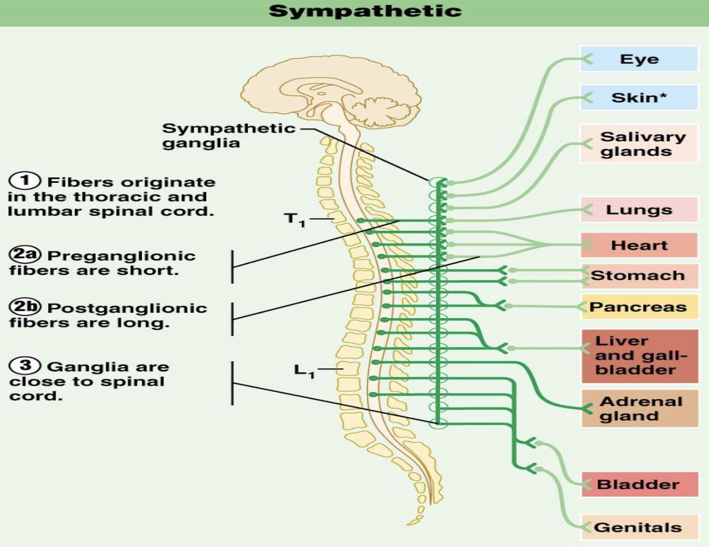 <p>B. Anatomical Differences</p><p>Sympathetic Division</p><ol><li><p>Where does the sympathetic division originate?</p></li><li><p>What is another name for the sympathetic division based on its origin?</p></li></ol><p></p>