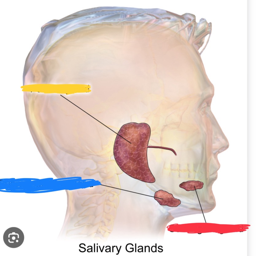 <p>What gland is crossed out in yellow? What is its innervation? Via what structure?</p>