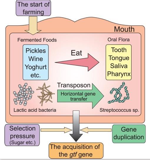 <p>- The introduction of fermented foods into the human diet (due to agricultural practices and food preservation methods) put lactic acid bacteria, such as Lactobacillus and Leuconostoc, in contact with oral Streptococci</p><p>- Streptococci acquired the gtf gene via horizontal gene transfer from these lactic acid bacilli</p><p>- Selective pressure (eating sugar) resulted in selection for Streptococci strains wtih multiple copies of the gtf gene</p>