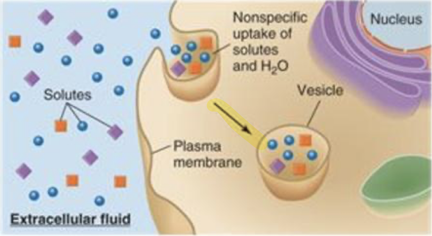 <p>A form of endocytosis in which a nonspecific volume of extracellular fluid and its solutes is taken into the cell via a vesicle</p>