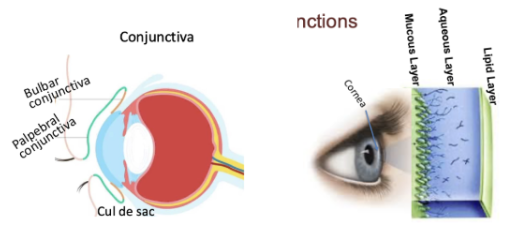 <ol><li><p><span style="background-color: transparent;">_____ → <strong><u>vascular, thin</u></strong> and <strong><u>transparent</u></strong> lining <strong><u>covering the sclera</u></strong></span></p></li><li><p><span style="background-color: transparent;">_____ → <strong><u>inner side of eyelids</u></strong></span></p></li><li><p><span style="background-color: transparent;">_____ → <strong><u>Space between bulbar and palpebral conjunctiva</u></strong> that accommodates <strong><u>most of the fluid volume</u></strong> after administering eye drops</span></p></li></ol><p></p>