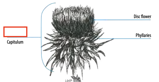 <ul><li><p>type of capitulum</p></li><li><p>disk flowers only</p></li></ul><p></p>