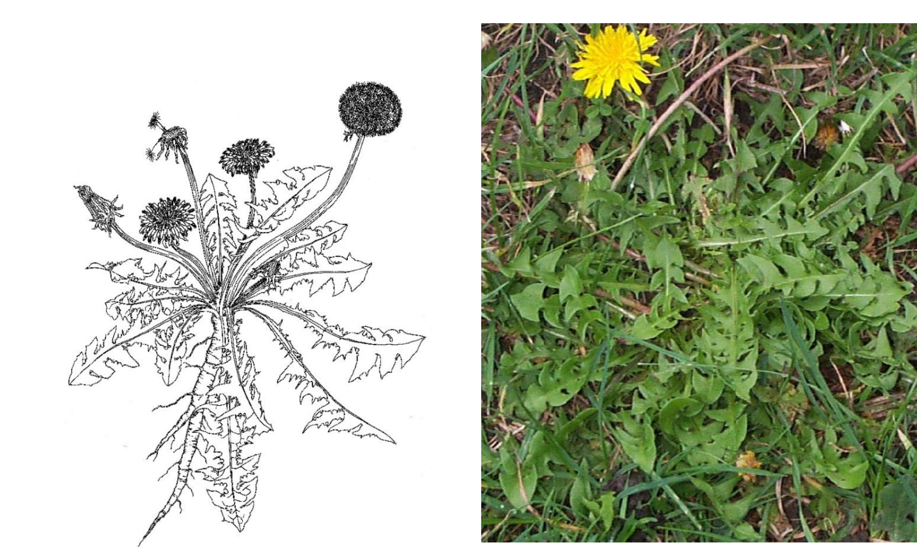 <p><strong>Plant family:</strong> Asteraceae<br><strong>Life cycle:</strong> Perennial<br><strong>Key persistence / spread:</strong> Deep taproot; wind‑dispersed seed<br><strong>Farming systems:</strong> Pastures, lawns, cropping</p><p><strong> How to identify</strong></p><p>It grows as a basal rosette with deeply lobed leaves whose lobes point backward toward the plant base. This backward orientation is a key distinction from catsear.</p><p>Each flower is borne singly on a hollow, unbranched stem that contains milky sap when broken. Flower heads are bright yellow and very familiar.</p><p>After flowering, the seed head forms a spherical “clock” of wind‑dispersed seeds. The strong taproot makes mechanical control difficult.</p><p>It is usually found as individual plants rather than dense patches.</p>