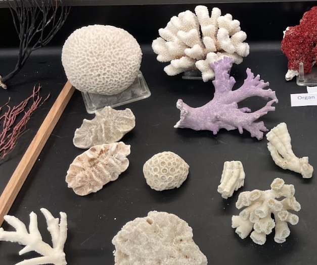 <p>What is this? Class and Phylum?</p>