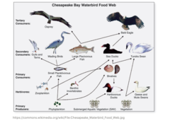 <p>food web </p><p>(expanded version of a food chain)</p>
