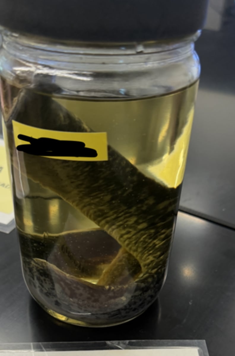 <p>phylum, class, and name</p>