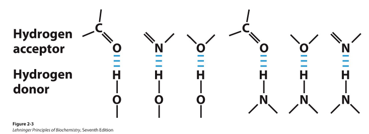 <ul><li><p>hydrogen acceptors (usually a very electronegative atom like O or N)</p></li><li><p>hydrogen donors (usually hydrogen bonded to another electronegative atom)</p></li></ul><p></p>