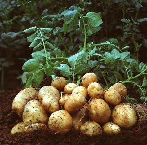 <p>Stem tubers</p>