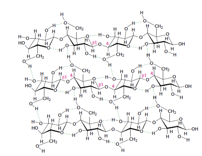 <p>Complex Carbohydrates: Polysaccharides</p><p></p><p>Cellulose</p>