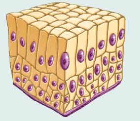 <p>What tissue type?</p>