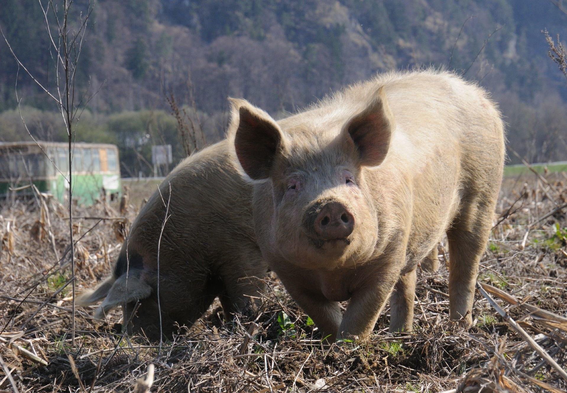 <p>Pig</p>