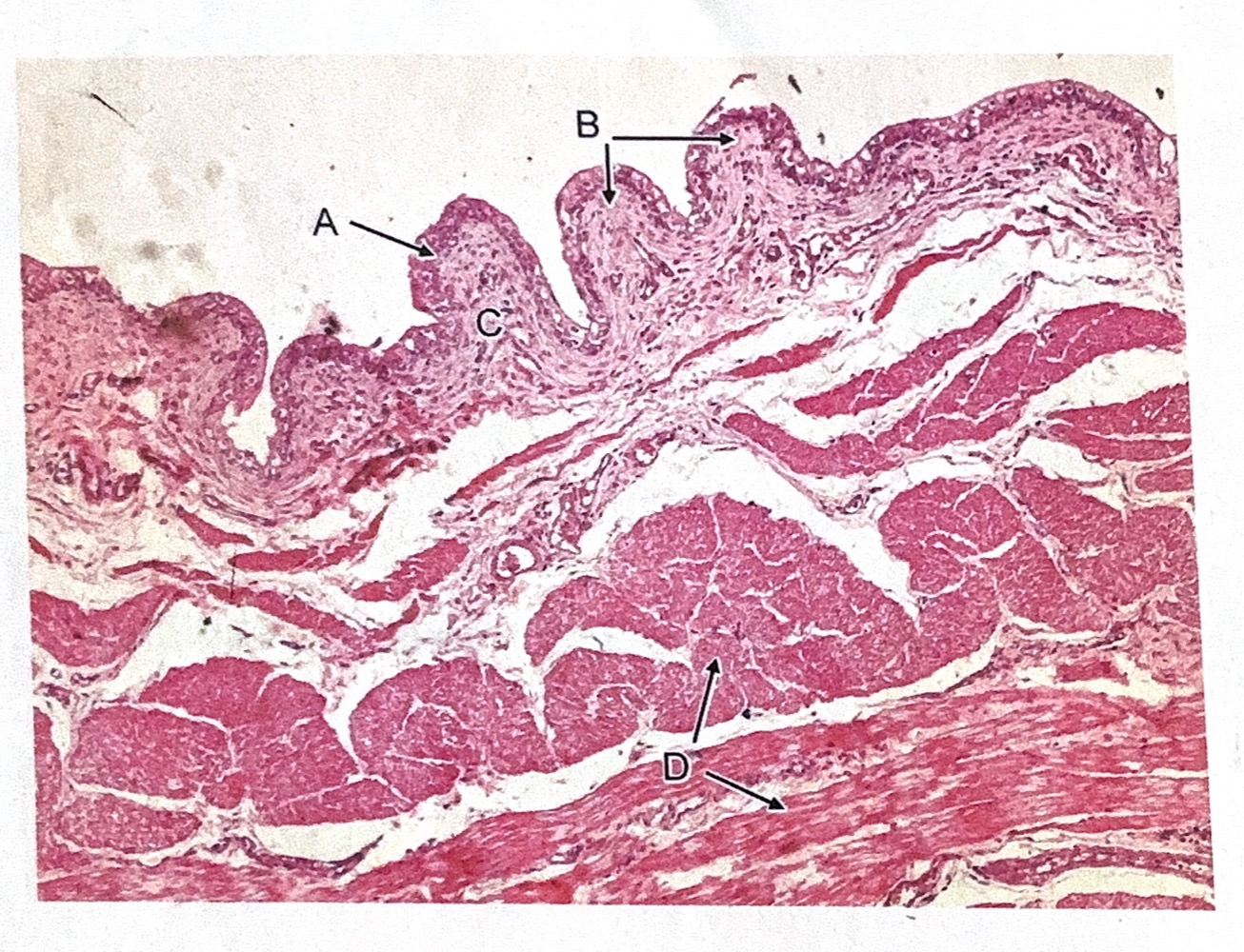 term image
