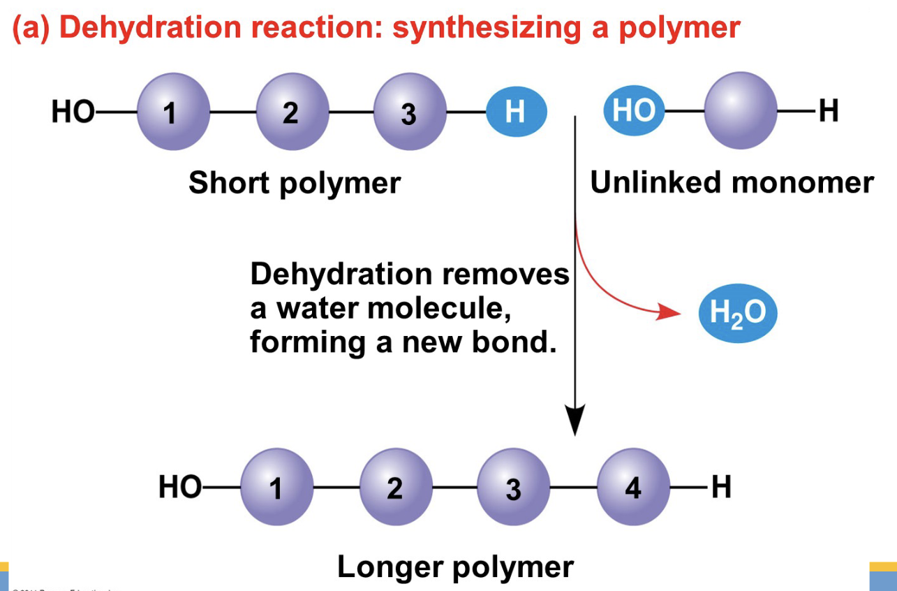 <p>A chemical reaction in which two monomers bond together through the loss of a water molecule.</p>