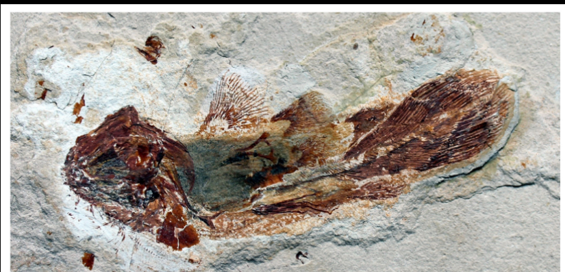 <ul><li><p>Upper cretaceous </p></li><li><p>Lebanon </p></li></ul><p></p>