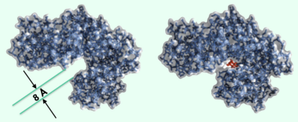 <p><strong>Binding energy </strong>from glucose and MgATP2−.</p>