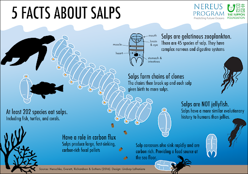<p>-Salps have increased and floursed as the dominant alternatic mid-trophic planktivore</p>