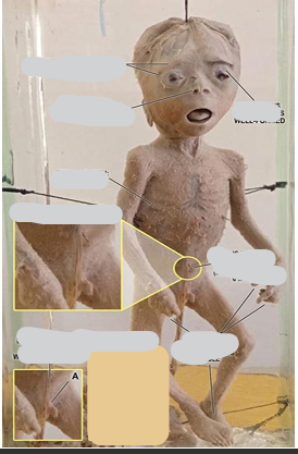 <p>identify specimen ? <br>characters ? </p>