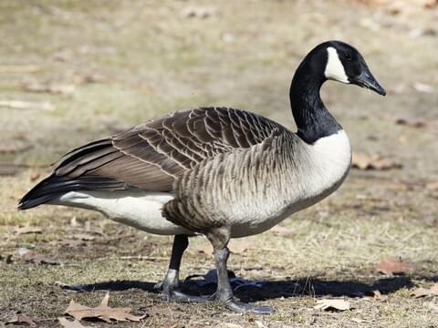<p>Black head and neck with white chinstrap, brown body varying in shades</p><p>typically in groups</p><p>graze on land and up-ends in water for aquatic vegetation</p>