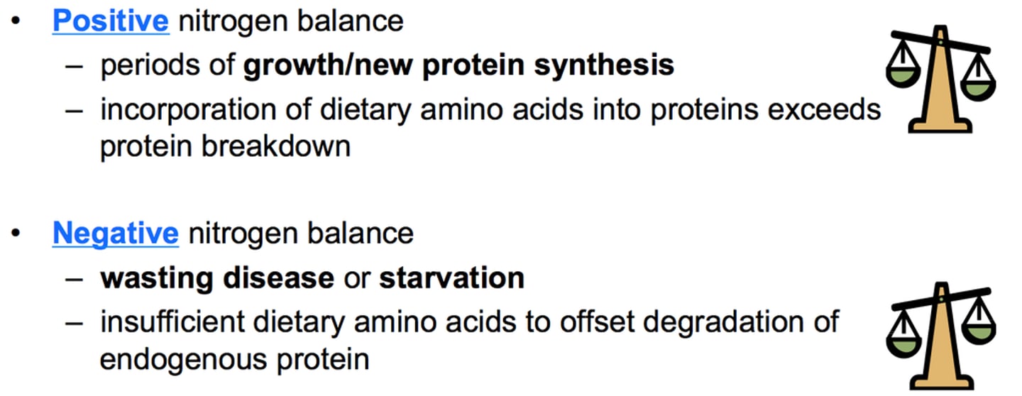 <p>It increases protein breakdown for gluconeogenesis.</p>