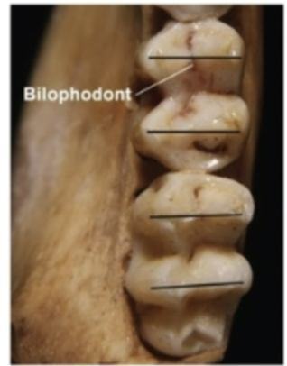 <p>bilophodont (two-ridge tooth) molar</p>