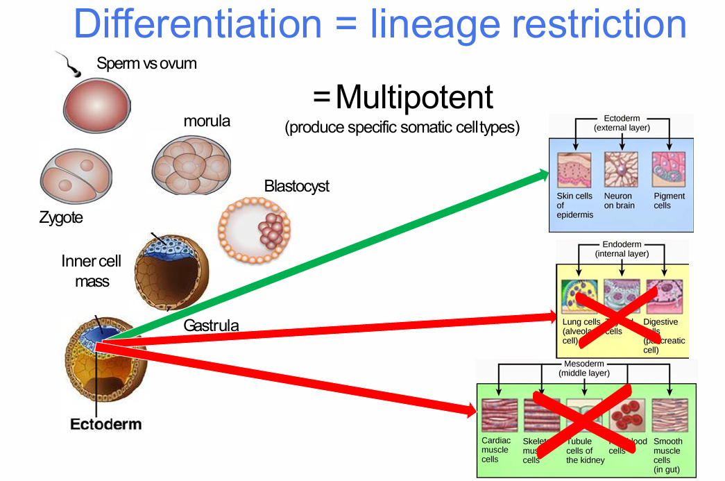 <p>What does multipotent mean?</p>