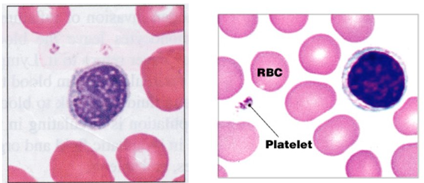 <ul><li><p>25-35% of all WBCs</p></li><li><p>large nucleus that occupies most of the cell’s volume; variable in size</p></li></ul><p></p><p>Function:</p><ul><li><p><strong>B-cells: </strong>give rise to antibody-producing cells</p></li><li><p><strong>T-cells: </strong>directly attack virus-infected cells, transplanted cells, cancer cells, and some bacteria</p></li><li><p>Increases in number following infection and immune response</p></li></ul><p></p>