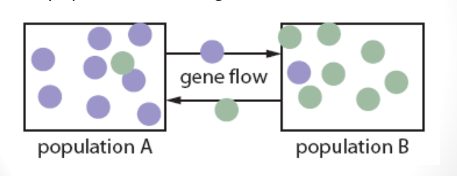 <p>Gene flow</p>