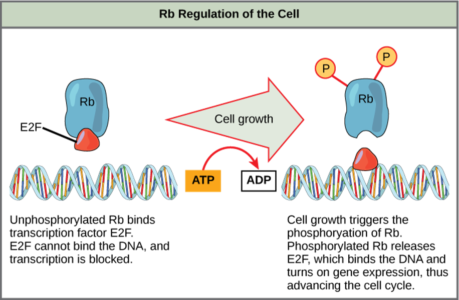 <p><strong>Rb Regulation of the Cell</strong></p><p>A primary function of Rb is to act as a <strong>tumor suppressor protein</strong> and bind to and inactivate ____ transcription factors. These factors are important proteins that <span style="color: yellow;">bind DNA and <strong>activate</strong> genes controlling the cell cycle and DNA replication</span> (including cyclins and CDKs specific to G1 and S phases of the cell cycle.</p><p></p><p>Rb keeps the cell in check by turning <strong>gene expression. In cancer cells, </strong><span style="color: yellow;"><strong>hyper</strong></span><strong>-</strong>__ of Rb by CDK/cyclin inactivates Rb which releases ___, which acts as a transcriptional activator, and gene expression is turned on.</p>