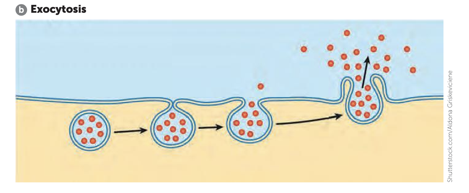 <p><span style="color: green;"><strong>What is Exocytosis </strong></span></p>