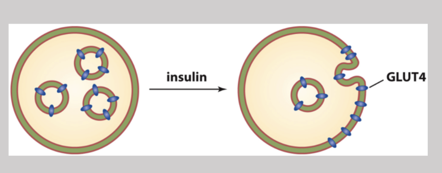 <p>A glucose transporter that gets put on the surface of the cell in the presence of high insulin activity</p>