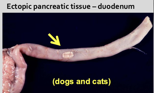 <p>duodenum, stomach, spleen, gallbladder, mesentery (= chorisoma)</p><p>dogs &amp; cats</p>
