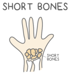 <p>carpals of the wrist or tarsals of the ankle</p>
