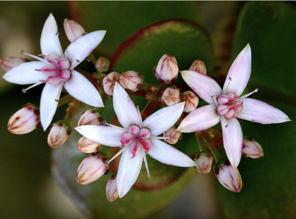 <p><span style="background-color: transparent; font-family: "Times New Roman", serif;">What is this plant?</span></p><ol><li><p><span style="background-color: transparent; font-family: "Times New Roman", serif;">A member of the family Cyperaceae </span></p></li><li><p><span style="background-color: transparent; font-family: "Times New Roman", serif;"> A member of the family Oxalidaceae </span></p></li><li><p><span style="background-color: transparent; font-family: "Times New Roman", serif;"> A member of the family Salicaceae </span></p></li><li><p><span style="font-family: "Times New Roman", serif;"> A member of the family Crassulaceae</span></p></li></ol><p></p>