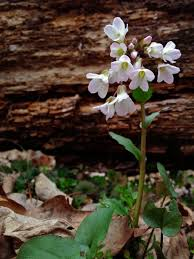 <p>Cardamine douglasii</p>