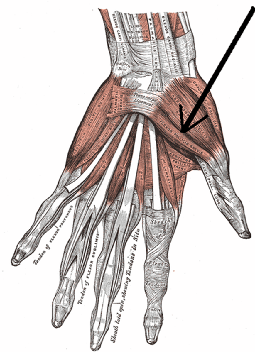 <p>Origin: Flexor retinaculum, scaphoid, and trapezium.</p><p>Insertion: Radial side of base of proximal phalanx of thumb.</p><p>Innervation: Median nerve (recurrent branch).</p><p>Action: Flexion of MP and CMC joints of thumb.</p>