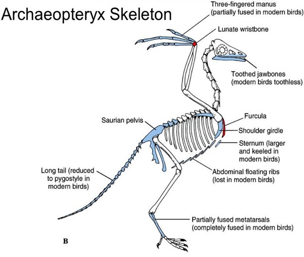 <ul><li><p>asymmetrical feathers</p></li><li><p>3 metacarpals</p></li><li><p>semilunate carpal (wrist)</p></li><li><p>clavicles fused (making a furcula)</p></li><li><p>4 phalanges including backward-facing hallux</p></li></ul><p></p>