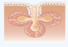 <p>sebaceous (oil) glands</p>