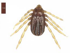 <p>What vector is this?</p>