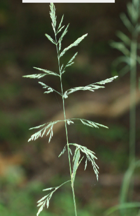 <p>Poaceae</p>