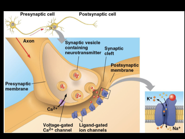 <ul><li><p>junctions where neurons communicate with other neurons or cells</p></li><li><p>Electrical</p></li><li><p>Contain gap junctions that allow electrical current to flow directly from one neuron to another</p></li><li><p>Chemical</p></li><li><p>A chemical neurotransmitter carries information between neurons</p></li><li><p>Most are chemical </p></li></ul><p></p>
