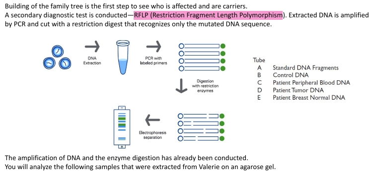 <p>Mstll is CCTNAGGG where N=G</p>