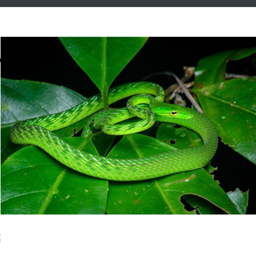 <p>name this animal</p>