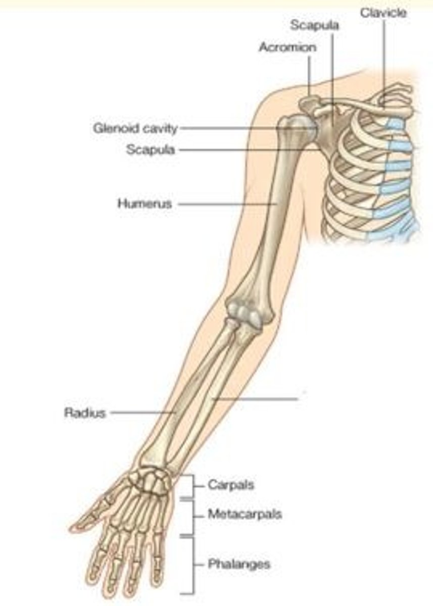 <p>What bone is highlighted here?</p>